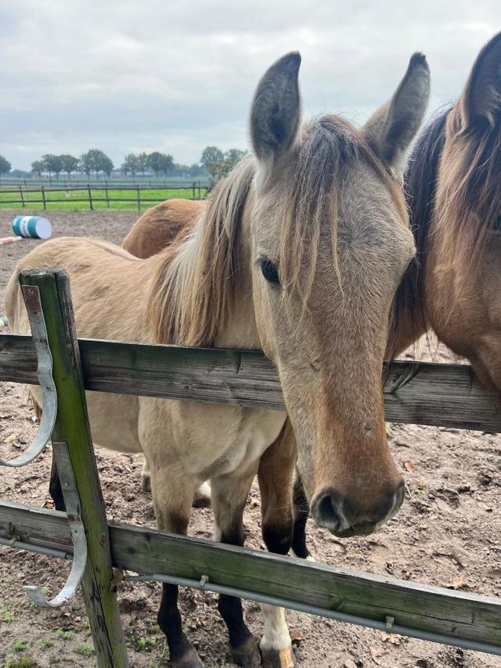 Jaarling mustang kruising merrie, Dieren en Toebehoren, Pony's, Merrie, Onbeleerd, E pony (1.48m - 1.57m), 0 tot 2 jaar, Met stamboom