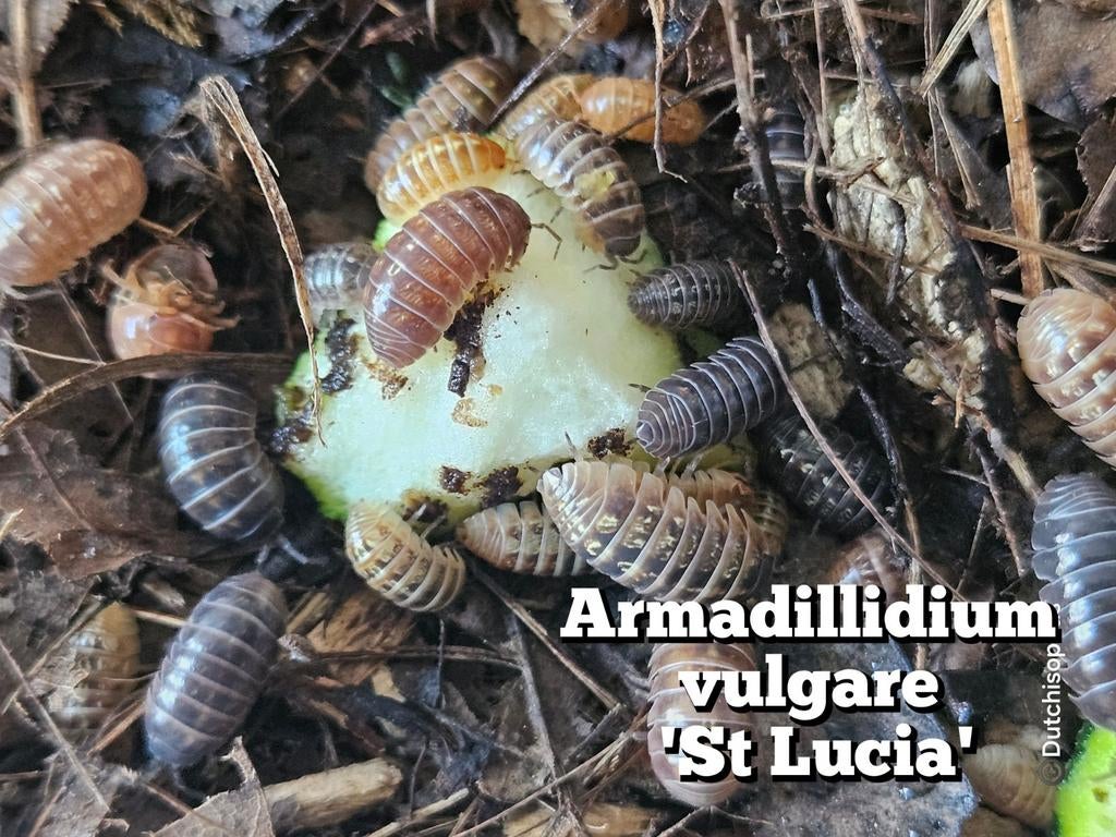 Armadillidium vulgare 'St Lucia', Overige soorten
