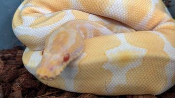 Ball Pythons te koop beschikbaar voor biedingen