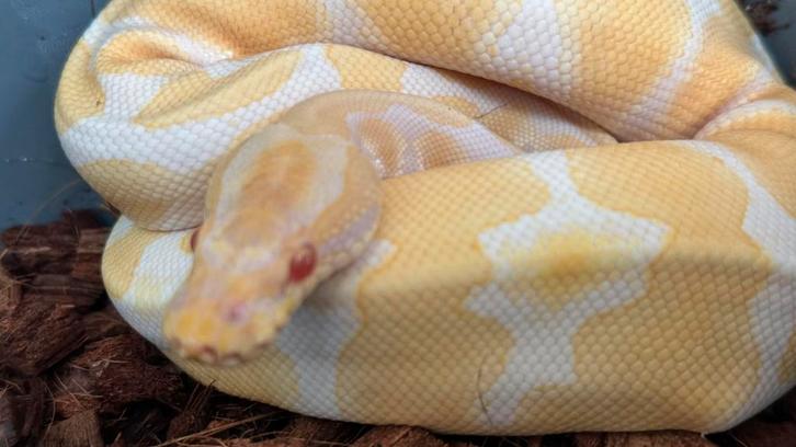 Ball Pythons te koop