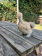 Usa zijdehoen Haantje Buff, Dieren en Toebehoren, Pluimvee, Mannelijk, Kip