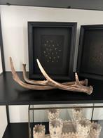 Prachtige Opgezette Set Herten Gewei Taxidermie Decoratie, Ophalen of Verzenden, Zo goed als nieuw, Hert, Gewei of Kop