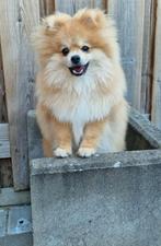 Pomeriaan dwergkees dekreu  (NIET TE KOOP !!), Dieren en Toebehoren, 15 weken tot 1 jaar, Reu, Eén hond, Nederland
