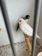 Gouldamadine koppel, Dieren en Toebehoren, Vogels | Overige Vogels, Meerdere dieren, Geringd