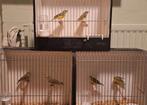 Mozambiquesijs, Dieren en Toebehoren, Vogels | Overige Vogels, Meerdere dieren, Tropenvogel