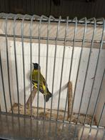 Zwartkopsijs zeer mooie., Dieren en Toebehoren, Vogels | Overige Vogels, Vrouwelijk