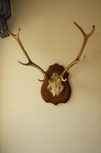 Taxidermie gewei hert 8-ender, Ophalen of Verzenden, Gebruikt, Hert, Gewei of Kop