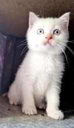 Lieve en mooie britse korthaar kittens, Meerdere dieren, Ontwormd, 0 tot 2 jaar