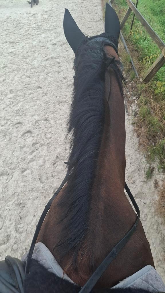 Verzorger / bijrijder aangeboden, verzorgpony/paard gezocht, Dieren en Toebehoren, Paarden en Pony's | Verzorgingsproducten, Zo goed als nieuw