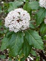 60 Winterviburnum (Viburnum tinus) 60–80 cm, Tuin en Terras, Planten | Struiken en Hagen, Ophalen of Verzenden, Overige soorten