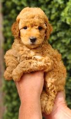🌞🌞🌞🌞Prachtige Mini labradoodle pups 🌞🌞🌞🌞mini doodle, Dieren en Toebehoren, Honden | Chihuahua's en Gezelschapshonden, Overige rassen