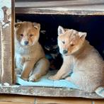 Shiba inu puppy’s (België Genk), België, Particulier, 8 tot 15 weken, Poolhond