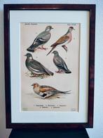 Litho Floericke Zandhoen Tortel- hout- holen- Duif 1922, Ophalen of Verzenden