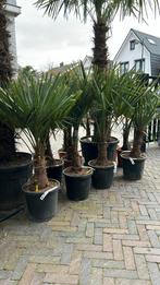 Trachycarpus Fortunei palmboom Stamhoogte 20/30cm, Ophalen, Palmboom