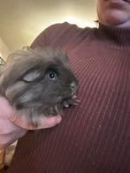 Twee lieve cavia s met mooi hok deze kan niet uitelkaar, Cavia, Mannelijk, November, Tam