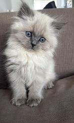 Perzische/Britse langhaar kitten, Dieren en Toebehoren, Katten en Kittens | Raskatten | Langhaar, Kater, Ontwormd