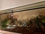 Compleet terrarium, Dieren en Toebehoren, Ophalen, Zo goed als nieuw