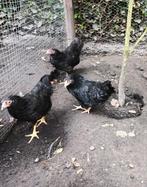 2 wyandotte kriel hennen met 1 wyandotte kriel haan, Dieren en Toebehoren, Pluimvee, Meerdere dieren, Kip