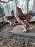 2 brahama hanen, Mannelijk, Overige soorten