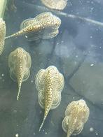 Hobbyaquarium “Sewellia Lineolata” Zondag 12/17uur, Dieren en Toebehoren, Vissen | Aquariumvissen, Vis, Zoetwatervis, Schoolvis