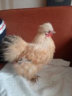 Zijdehoen haan, Dieren en Toebehoren, Pluimvee, Mannelijk, Kip