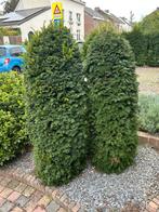 2 mooie groenblijvende Taxus baccata, Tuin en Terras, Bloeit niet, Halfschaduw, 100 tot 250 cm, Overige soorten