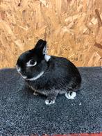 Rasechte Kleurdwerg Zilvervos Zwart (dwergkonijn), Dieren en Toebehoren, Konijnen, Mannelijk, Dwerg, 0 tot 2 jaar