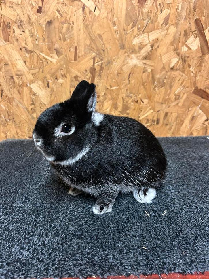 Rasechte Kleurdwerg Zilvervos Zwart (dwergkonijn), Dieren en Toebehoren, Konijnen, Dwerg, Mannelijk, 0 tot 2 jaar