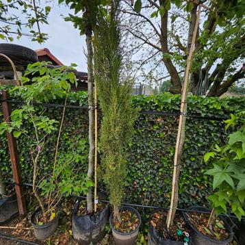 leylandcypres ( leylandii cipres) beschikbaar voor biedingen