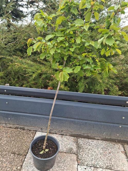 boompjes, Tuin en Terras, Planten | Fruitbomen, Overige soorten, Minder dan 100 cm, Ophalen