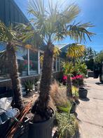 Trachycarpus fortunei, Tuin en Terras, Bloembollen en Zaden, Ophalen of Verzenden, Gehele jaar, Volle zon, Zaad