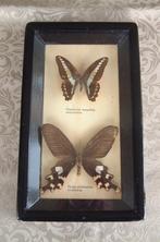 2 vlinders nr 10 -byasa polyeuctes termessus -graphium, Ophalen of Verzenden