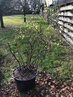 Schijnhazelaar , grote struik. staat al vol in bloei . in de, Ophalen, Overige soorten, Struik, 100 tot 250 cm