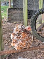 6 cochin hennen, Dieren en Toebehoren, Pluimvee, Vrouwelijk, Kip