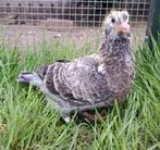 Jonge kleurpostduif, Dieren en Toebehoren, Vogels | Duiven