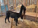 Alpaca's | Moeder met hengstjong | Deskundig advies, Meerdere dieren, Overige soorten