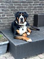 VERWACHT - Grote Zwitserse Sennen pups, Dieren en Toebehoren, Meerdere, Meerdere dieren, Nederland, Fokker | Hobbymatig