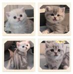 Prachtige Brits korthaar kittens Bluegolden en blotched, Dieren en Toebehoren, Meerdere dieren, Ingeënt