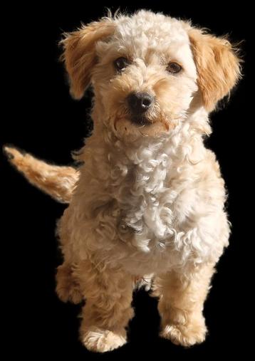Nog 3 .. F3 multigen Doodle labrador labradoodle oudere pup  beschikbaar voor biedingen