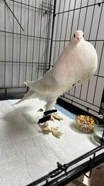 Duif gevonden, Mannelijk, Kropper