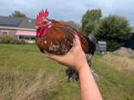 Cochin haan kriel, Dieren en Toebehoren, Pluimvee, Mannelijk, Kip