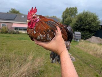 Cochin haan kriel beschikbaar voor biedingen
