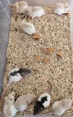 Mannelijke ratjes geboren 22-7 en 23/7, Dieren en Toebehoren, Knaagdieren, Rat, Mannelijk, Juli, Tam
