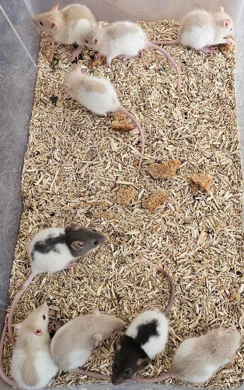 Mannelijke ratjes geboren 23/7-3/8, Dieren en Toebehoren, Knaagdieren, Mannelijk, Rat, Juli, Tam