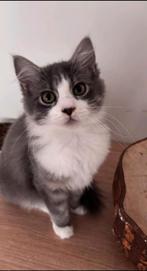 Half perzische kittens mix, Dieren en Toebehoren, Katten en Kittens | Raskatten | Korthaar, Meerdere dieren, Ontwormd, 0 tot 2 jaar
