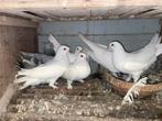 Sivas beyazı yavrular çeviriyor başlayacaklar, Dieren en Toebehoren, Vogels | Duiven, Meerdere dieren, Postduif