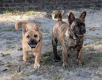 Frow frow, french chow , franse bulldogX chow chow  beschikbaar voor biedingen