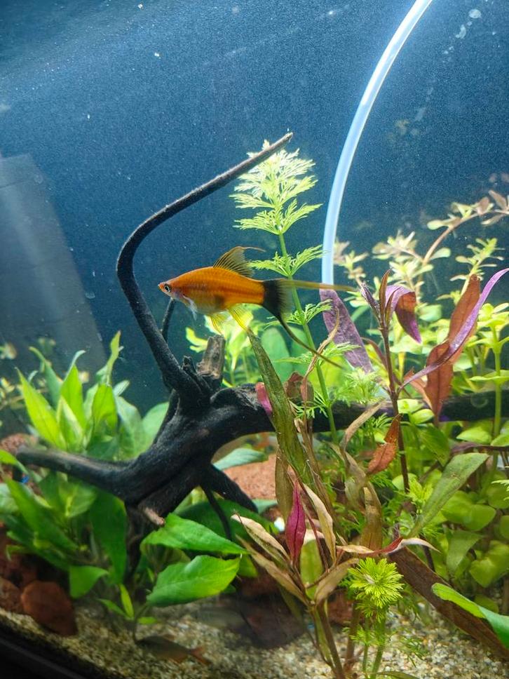 3 mannetjes zwaarddragers, Dieren en Toebehoren, Vissen | Aquariumvissen, Zoetwatervis, Vis, Schoolvis