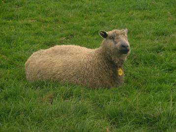 Gevraagt Wensleydale Ram (lam) voor 2026? beschikbaar voor biedingen