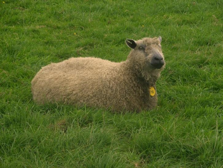 Gevraagt Wensleydale Ram (lam) voor 2026?, Dieren en Toebehoren, Schapen, Geiten en Varkens, Schaap, Mannelijk, 0 tot 2 jaar